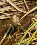 Least Bittern (female).  South Padre Island (Convention Center boardwalk), 3/30/2005. * 651 x 800 * (733KB)