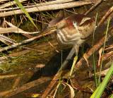 Least Bittern (female).  South Padre Island (Convention Center boardwalk), 3/30/2005. * 800 x 697 * (774KB)