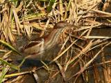 Least Bittern (female).  South Padre Island (Convention Center boardwalk), 3/30/2005. * 850 x 638 * (838KB)