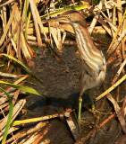 Least Bittern (female).  South Padre Island (Convention Center boardwalk), 3/30/2005. * 663 x 750 * (739KB)