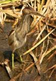 Least Bittern (female).  South Padre Island (Convention Center boardwalk), 3/30/2005. * 521 x 750 * (538KB)