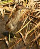 Least Bittern (female).  South Padre Island (Convention Center boardwalk), 3/30/2005. * 628 x 750 * (646KB)