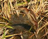 Least Bittern (female).  South Padre Island (Convention Center boardwalk), 3/30/2005. * 850 x 686 * (804KB)