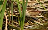 Least Bittern (female).  South Padre Island (Convention Center boardwalk), 3/30/2005. * 900 x 573 * (729KB)