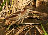 Least Bittern (female).  South Padre Island (Convention Center boardwalk), 3/30/2005. * 850 x 629 * (790KB)