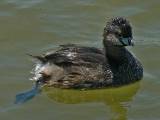 Pied-billed Grebe.  Sabal Palm Grove Sanctuary, 3/31/2005. * 800 x 600 * (457KB)