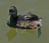 Pied-billed Grebe.  Sabal Palm Grove Sanctuary, 3/31/2005. * 800 x 706 * (455KB)