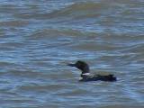 Common Loon.  Aransas Bay, 4/2/2005. * 800 x 600 * (357KB)