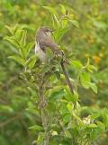 Northern Mockingbird.  South Padre Island (Convention Center), 3/30/2005. * 492 x 656 * (334KB)