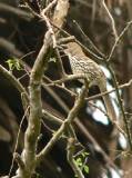 Long-billed Thrasher.  Sabal Palm Grove Sanctuary, 3/31/2005. * 531 x 709 * (382KB)