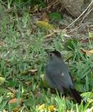 Gray Catbird.  Port Aransas Wetland Park, 4/1/2005. * 576 x 693 * (402KB)