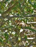 Brown Thrasher.  Aransas National Wildlife Refuge, 4/2/2005. * 590 x 756 * (510KB)