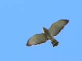 Broad-winged Hawk.  Santa Ana National Wildlife Refuge, 3/27/2005. * 800 x 600 * (231KB)
