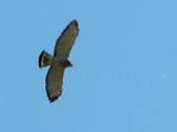 Broad-winged Hawk.  Santa Ana National Wildlife Refuge, 3/27/2005.
Broad-wings form huge kettles during migration season; we saw several 
hundred take off in the early morning, as the heat began to rise
off the fields.  Later in the day, you don't see them -- they're too high. * 801 x 600 * (270KB)
