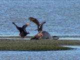 Turkey Vultures.  Aransas National Wildlife Refuge, 4/2/2005. * 1200 x 900 * (1022KB)