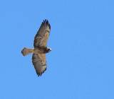 Swainson's Hawk.  Aransas National Wildlife Refuge, 4/2/2005. * 800 x 700 * (426KB)