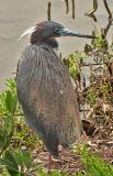 Tricolored Heron.  South Padre Island (Convention Center boardwalk), 3/30/2005.
Early in the morning, our heron wakes up for a day at the office. * 518 x 800 * (540KB)
