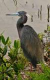 Tricolored Heron.  South Padre Island (Convention Center boardwalk), 3/30/2005.
 * 504 x 800 * (446KB)