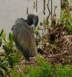 Tricolored Heron.  South Padre Island (Convention Center boardwalk), 3/30/2005.
First, a little freshening up. * 749 x 800 * (743KB)