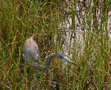 Tricolored Heron.  South Padre Island (Convention Center boardwalk), 3/30/2005.
And now, off to the hunt! * 800 x 652 * (702KB)