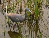 Tricolored Heron.  South Padre Island (Convention Center boardwalk), 3/30/2005. * 800 x 628 * (612KB)