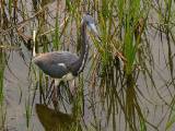 Tricolored Heron.  South Padre Island (Convention Center boardwalk), 3/30/2005. * 850 x 638 * (668KB)
