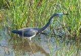 Tricolored Heron.  South Padre Island (Convention Center boardwalk), 3/30/2005. * 850 x 600 * (794KB)