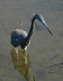 Tricolored Heron.  South Padre Island (Convention Center boardwalk), 3/30/2005.
Aren't there fish here somewhere? * 626 x 800 * (369KB)