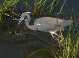 Tricolored Heron.  South Padre Island (Convention Center boardwalk), 3/30/2005.
Success! * 850 x 627 * (602KB)