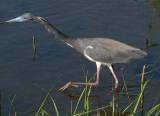 Tricolored Heron.  South Padre Island (Convention Center boardwalk), 3/30/2005. * 850 x 620 * (410KB)