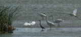 Snowy Egrets (wings spread), Great Egrets, and Tricolored Heron.
Hans Suter Wildlife Area, 3/27/2005. * 900 x 421 * (202KB)