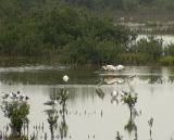 South Padre Island (mudflats next to the causeway), 3/30/2005.  
Here we have Laughing Gulls, Snowy Egret, White Ibis,
Tricolored Heron, and Black-necked Stilt. * 800 x 647 * (303KB)