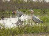 Reddish Egret and Great Blue Heron.  South Padre Island (Convention Center), 3/30/2005. * 800 x 587 * (262KB)