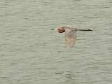 Reddish Egret.  South Padre Island (Convention Center), 3/30/2005. * 800 x 600 * (179KB)