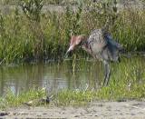 Reddish Egret.  South Padre Island (Convention Center), 3/30/2005. * 850 x 701 * (391KB)