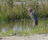 Reddish Egret.  South Padre Island (Convention Center), 3/30/2005. * 850 x 700 * (393KB)