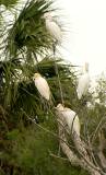 Cattle Egret.  Sabal Palm Grove Sanctuary, 3/31/2005. * 456 x 750 * (204KB)