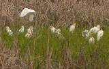 Cattle Egrets.  South Padre Island (Convention Center wetlands), 3/31/2005. * 850 x 542 * (324KB)