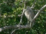 Black-crowned Night Heron (immature).  Paradise Pond, 4/1/2005. * 800 x 600 * (302KB)