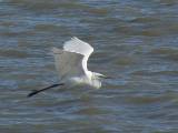 Great Egret.  Aransas Bay, 4/2/2005. * 800 x 600 * (206KB)