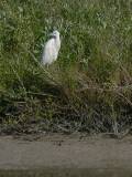 Little Blue Heron (white morph).  Aransas Bay, 4/2/2005. * 526 x 700 * (241KB)