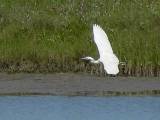 Little Blue Heron (white morph).  Aransas Bay, 4/2/2005. * 800 x 600 * (194KB)