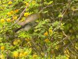 Blue-gray Gnatcatcher (female).  South Padre Island (Convention Center), 3/30/2005. * 800 x 600 * (664KB)