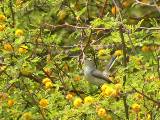 Blue-gray Gnatcatcher (female).  South Padre Island (Convention Center), 3/30/2005. * 800 x 600 * (661KB)