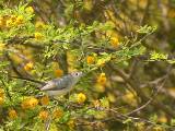 Blue-gray Gnatcatcher (female).  South Padre Island (Convention Center), 3/30/2005.
This bird is classified as an old-world warbler, in contrast with the wood-warblers
which follow.  Thankfully this fellow was cooperative enough to sit still long enough
to have his picture taken; usually they flit around so quickly that they are rather
difficult subjects. * 800 x 600 * (597KB)