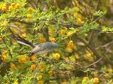 Blue-gray Gnatcatcher (female).  South Padre Island (Convention Center), 3/30/2005. * 800 x 600 * (597KB)
