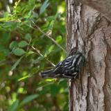 Black-and-white Warbler.  Paradise Pond, Port Aransas, 4/1/2005. * 600 x 600 * (380KB)