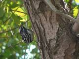 Black-and-white Warbler.  Paradise Pond, Port Aransas, 4/1/2005. * 800 x 600 * (455KB)
