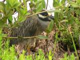 Yellow-crowned Night Heron.  South Padre Island (Convention Center), 3/30/2005.
Found this adult just waking up, under a bush (note the sleepy expression!).
A little later in the day, it came out to hunt on the mudflats -- see the following sequence. * 800 x 600 * (659KB)
