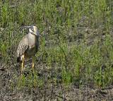Yellow-crowned Night Heron.  South Padre Island (Convention Center), 3/30/2005. * 801 x 718 * (804KB)